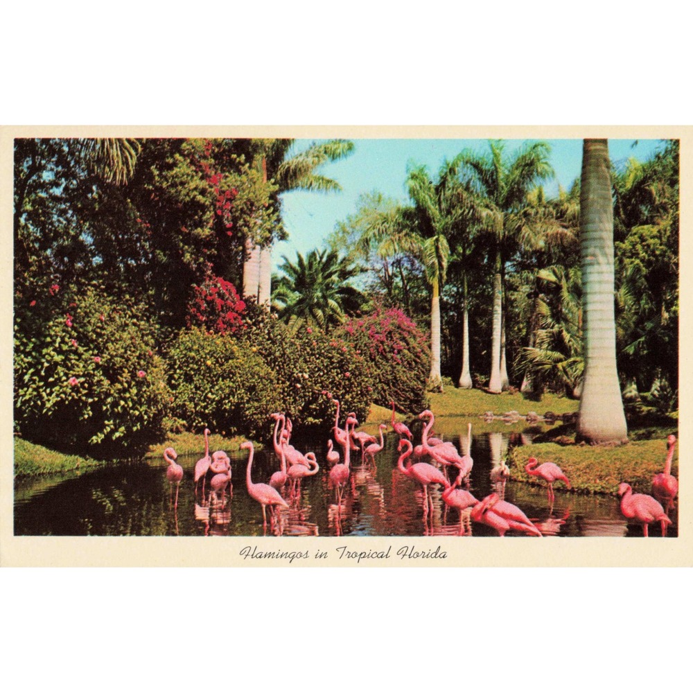 Vtg Flamingos in Tropical Florida Linen Postcard Palm Trees Pond Nature